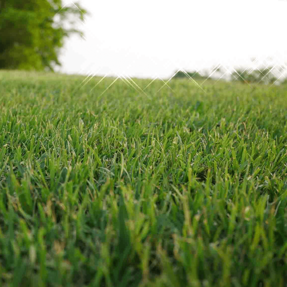Bermuda