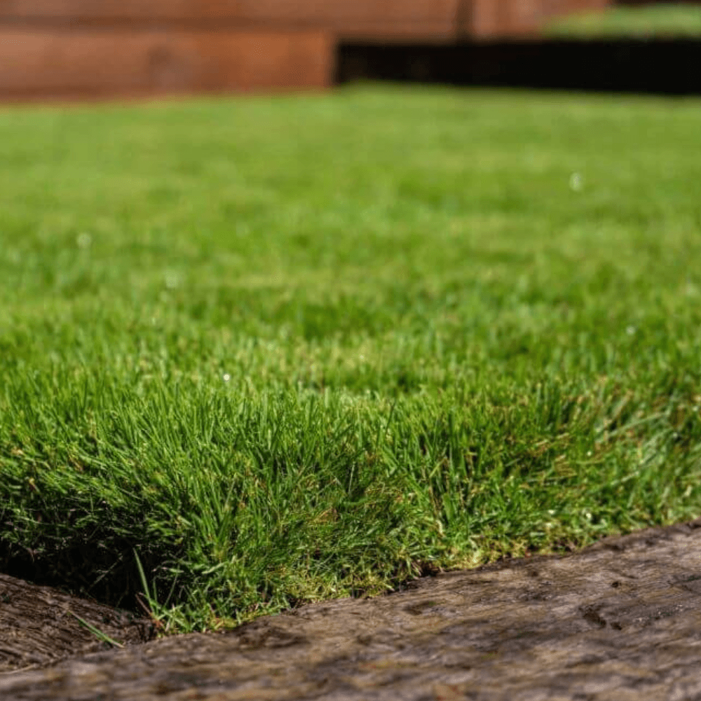 Zoysia